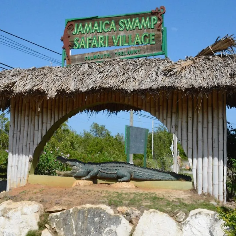 Jamaica Swamp Safari Experience Falmouth